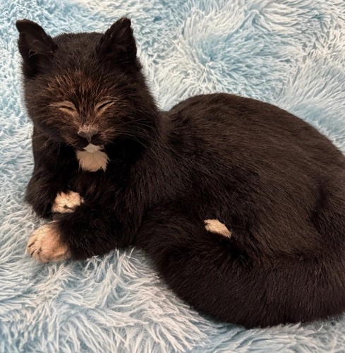Nauticalia ships cat - ships,