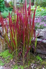 Red Hook Sedge Ornamental Grass 15 Seeds,Uncinia Grass - Crimson red all season