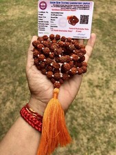 LAB CERTIFIED 5 Mukhi