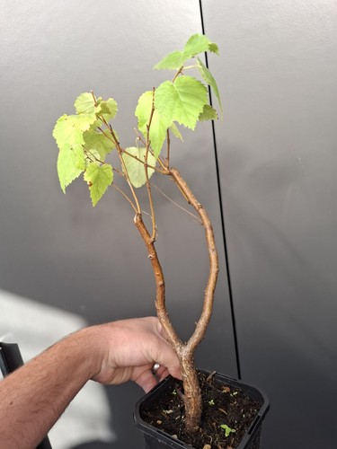 Silver birch bonsai part - silver,