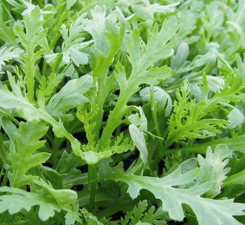 Chopsuey greens seeds - greens, 1000