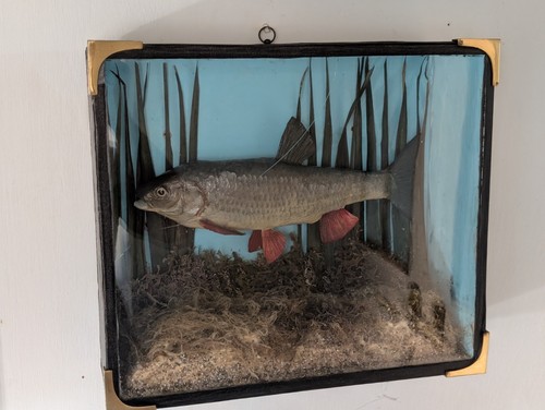 Taxidermy cased common chub - taxidermy,