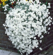 x3 SNOW IN SUMMER –