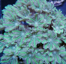 Green Clove Polyps Soft Coral