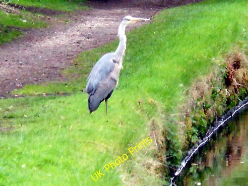 Photo 12x8 heron the - heron,