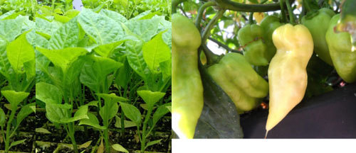 White bhut jolokia - white, jolokia,