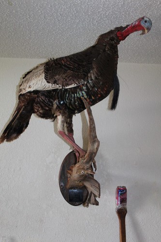 Turkey mount taxidermy tom - turkey,