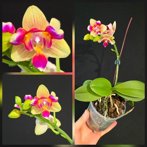 Rare phalaenopsis hsin - i-hsin, venus