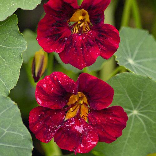 Black velvet nasturtium - velvet,