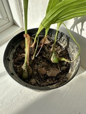 Pleione Formosana X 4 Pseudobulbs X 3 Bulbils