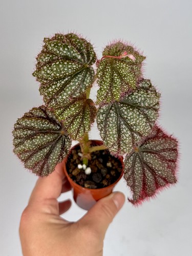 Begonia lahad datu pink - begonia,