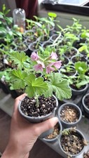 Scented Pelargonium Plant, Rose/Orange Fizz/Cola - 9cm Pot - Grown in Wales