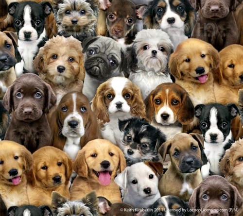 Fat quarter adorable pets dogs - fat,