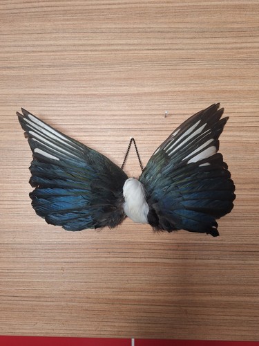 Taxidermy magpie wings - taxidermy,