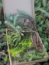 Sedum With Roots Ready To Plant.  Rock Garden, Fairy Garden, Winter Hardy Plants