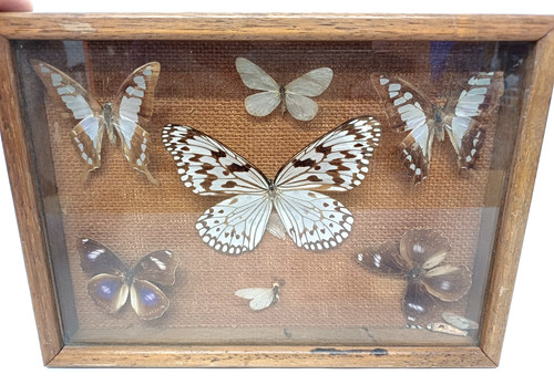 Vintage butterfly taxidermy - vintage,