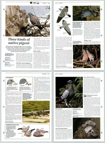 Three kinds native pigeon - native,