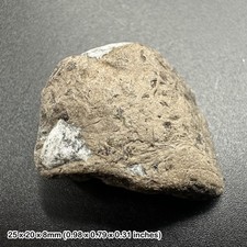 Ichthyosaur Coprolite Fossil