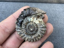 Rare oistoceras fossil - oistoceras, sp