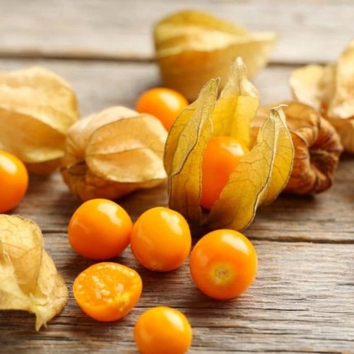 Cape gooseberry physalis - 3x,