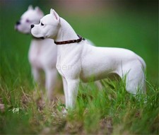 M7 Dogo Argentinos Pet Dog