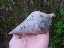 RARE but INCOMPLETE Bartonian Eocene ADULT Hippochrenes amplus Barton Beds UK