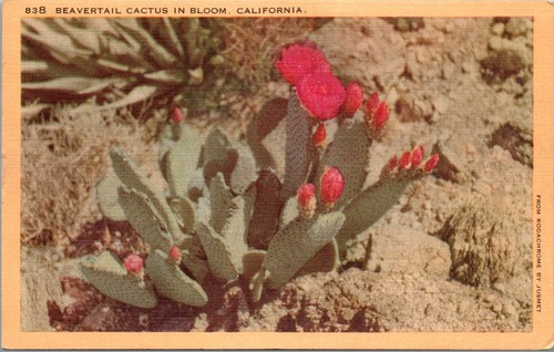 Beavertail cactus bloom - in,