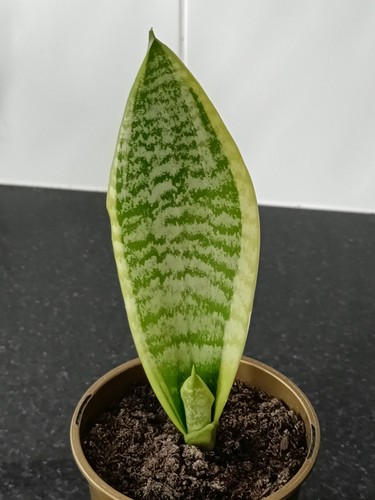 Snake plant mother law s - plant,, mother-in-law’s