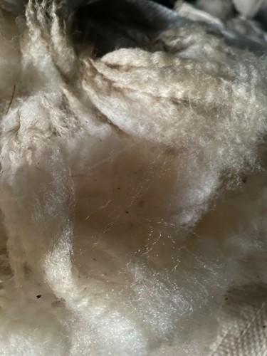 White raw sheep - sheep, fleece