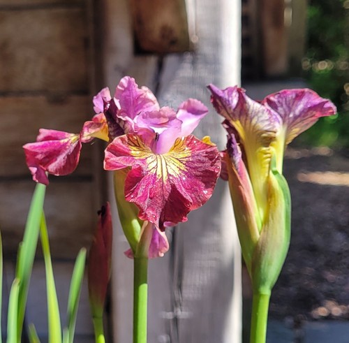 Iris sibirica miss - iris, apple