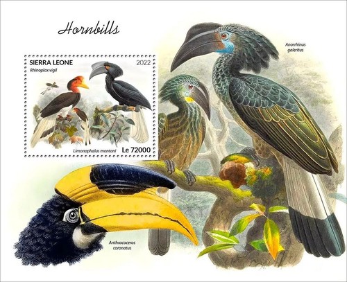 Hornbills hornbill birds - hornbill, birds/bird