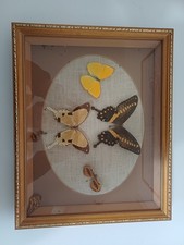 x4 Taxidermy Butterflies