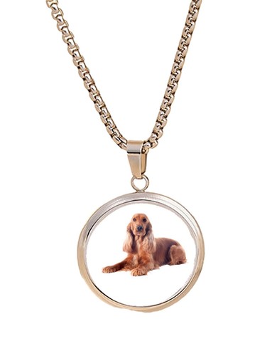Welsh springer spaniel dog pet - welsh,