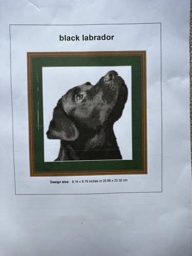 Black labrador retriever cross - labrador,