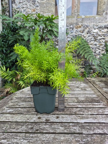 Asparagus sprengeri fern 1ltr - fern,