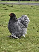 12+ Large Fowl Cochin BBS