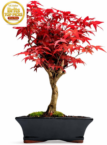 Japanese maple bonsai tree - japanese,
