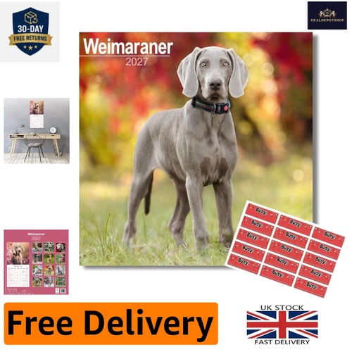 Stylish 2027 weimaraner - stylish,