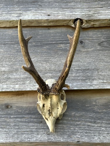 Roe deer antlers can - deer,