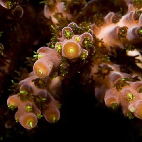 Aquacultured verde acropora - aquacultured,