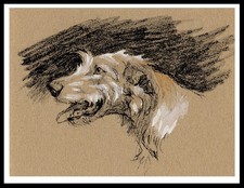 IRISH WOLFHOUND HEAD STUDY DOG