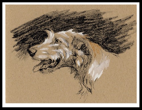 Irish wolfhound head - wolfhound, study