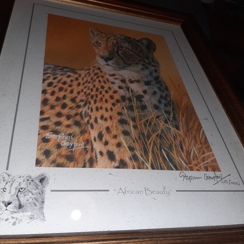 Stephen gayford limited - stephen,