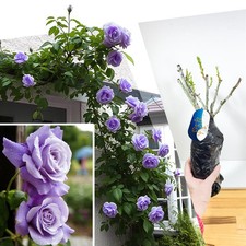 1 PURPLE FRAGRANT CLIMBING