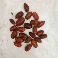 10 Acorns germinated  Pedunculate Oak seeds  (Quercus Robur)