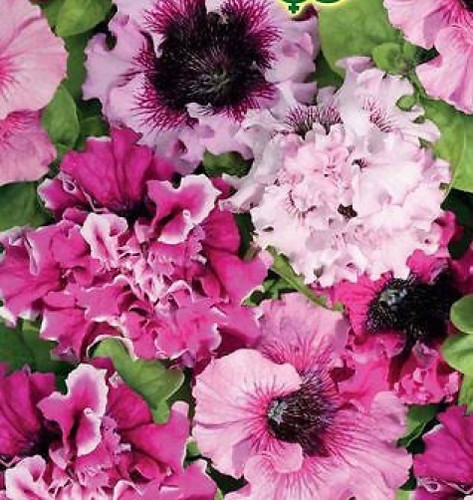 Giant russian petunia seeds - giant,
