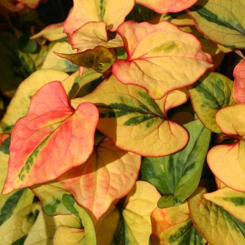 Chameleon plant plugs - plant,