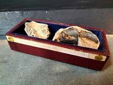 Genuine Ice Age Mammal Fossil Bone in Antique Museal Feature Display Stand Case
