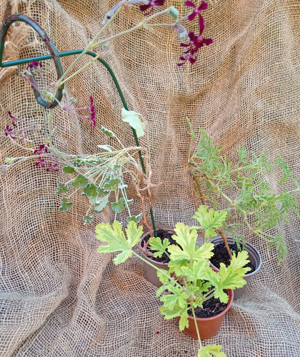 Scented pelargonium - scented,