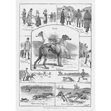 Coursing the waterloo cup - the,